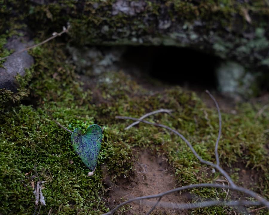 Photo Hidden treasure