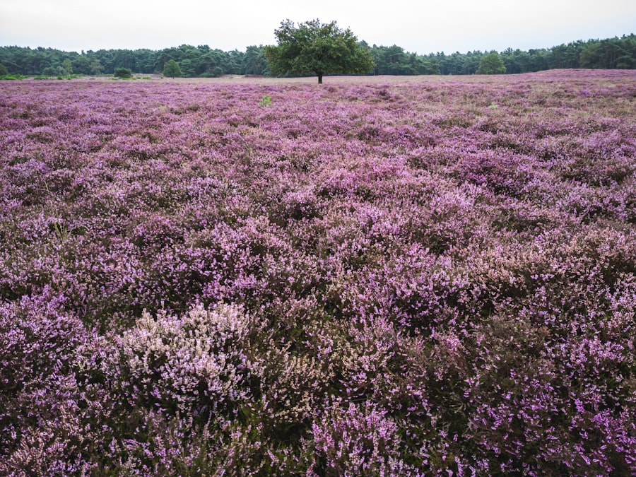Hilversum
